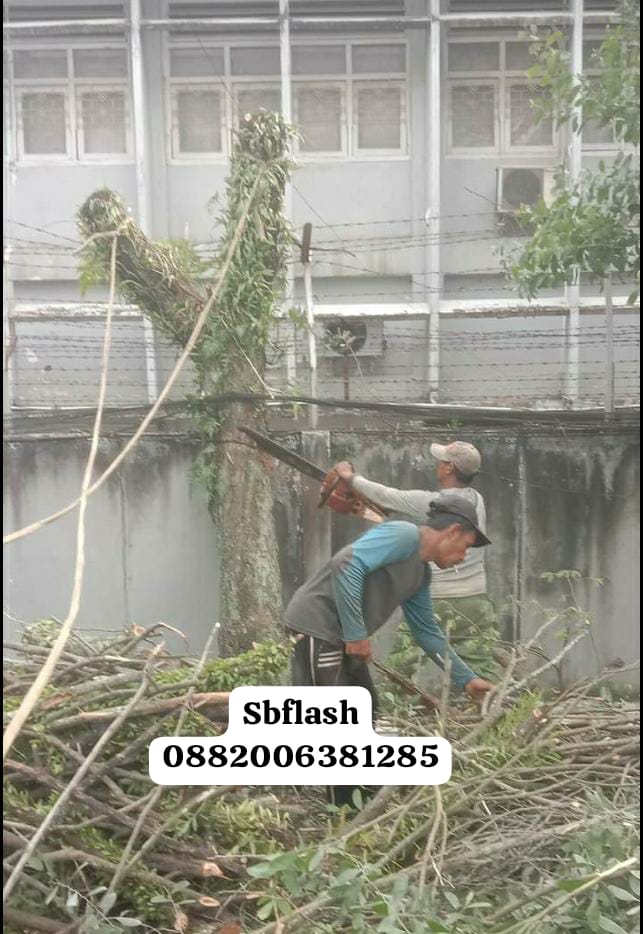 tebang pohon cso